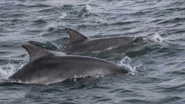 Dolphins swimming by boat at Seaprobe Atlantis in Kyle of Lochalsh