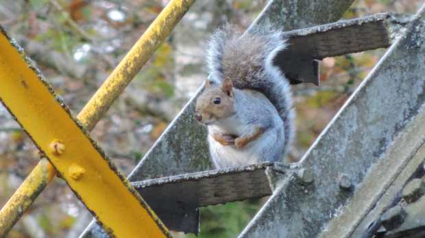 Squirrel at Dolaucothi Gold mines in Llanwrda