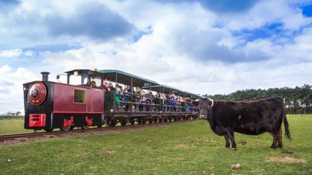 Cow by train at East Links Family Park in Dunbar