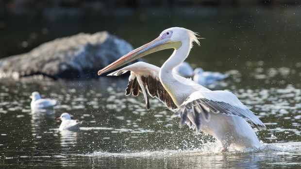 Pelican at Fota Wildlife Park in Carrigtwohill