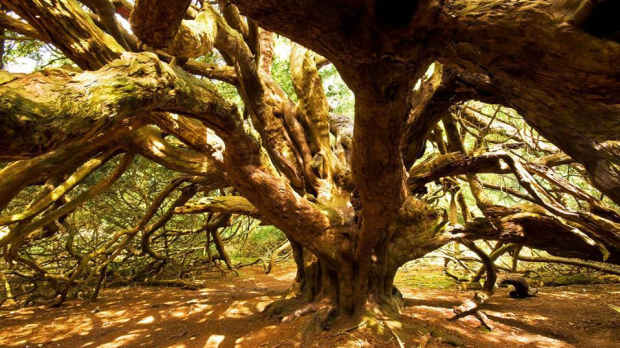 Big tree at South Downs National Park in Findon