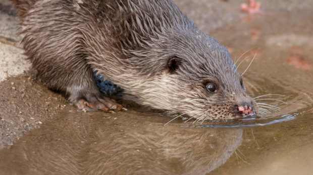 Otter at Buckfast Butterflies and Otter Sanctuary in Buckfastleigh