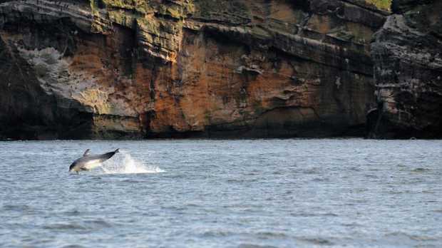 Dolphin at North 58 Sea Adventures in Forres