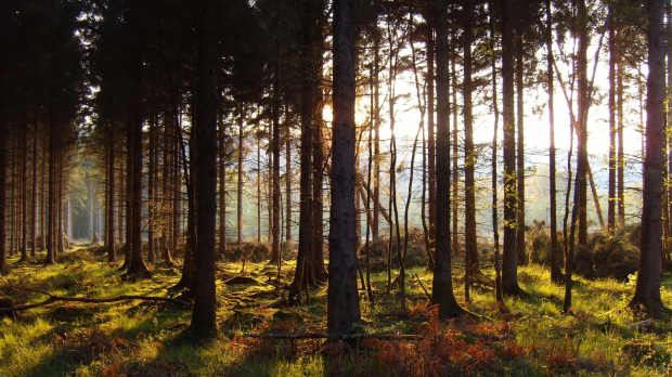 Clear day at Forest of Dean Sculpture Trail in Coleford