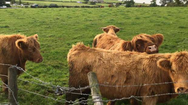Highland cows at Ardardan Estate in Cardross