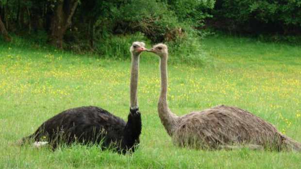 Stonehall Visitor Farm and Wildlife Park - Featured Image - 1