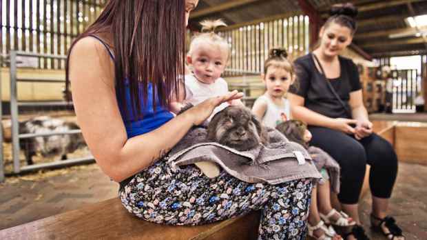 Family petting rabbit at Cefn Mably Farm Park in Cardiff