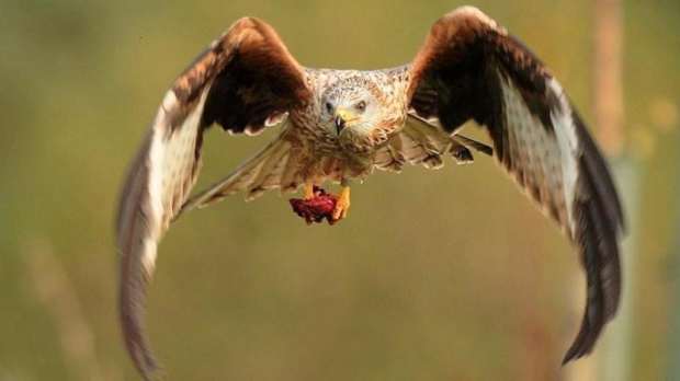 Red Kites at Argaty Red Kites in Doune