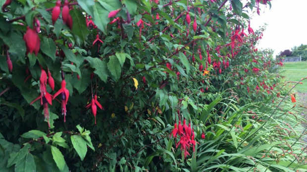 Plants at Burren Nature Sanctuary in Kinvara