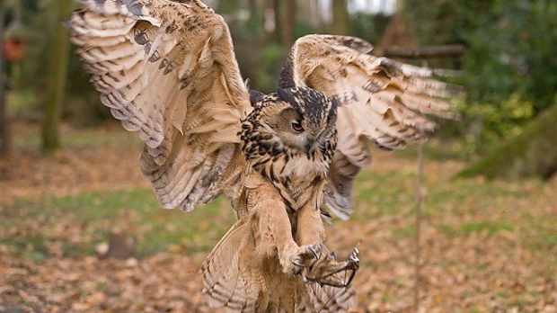 Owl at Turbary Woods in Preston