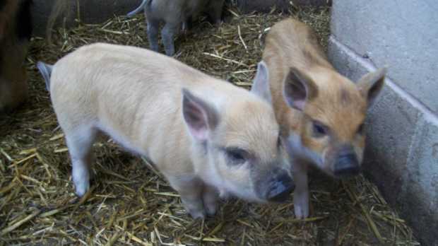 Piglets at Bowland Wild Boar Park in Preston