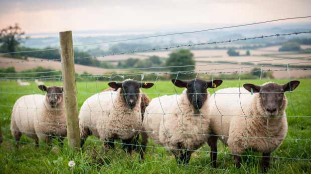 Sheep at Old Down Country Park in Bristol