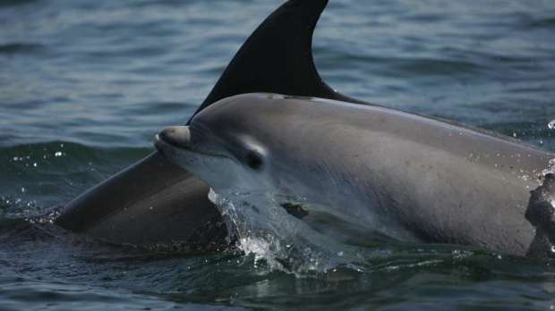 Dolphins at Dolphin Watching on the Shannon in Kilkee