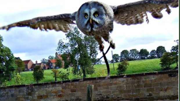 Owl flying at Falconry UK in Thirsk