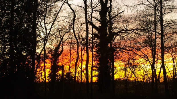 Sunset at Sandall Beat Wood in Doncaster