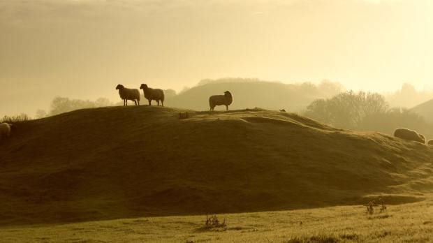 Sheep at Ryton Pools Country Park in Coventry