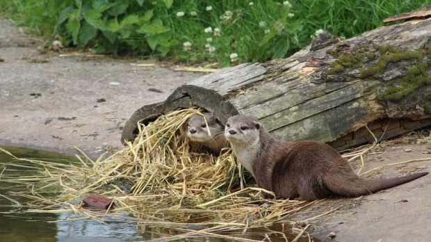 Otters at Camperdown Wildlife Centre in Dundee