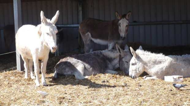 Donkeys at Island Farm Donkey Sanctuary in Wallingford