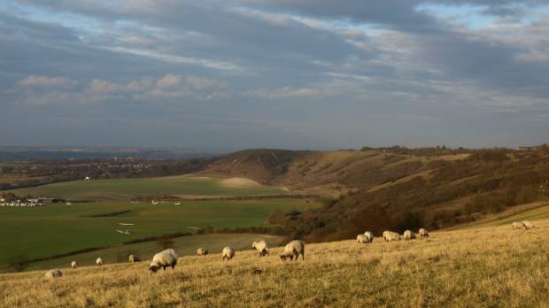 Sheep at Dunstable Downs & Gateway Centre in Whipsnade
