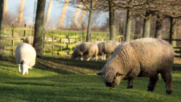 Sheeps at Mudchute Park and Farm in Isle of Dogs
