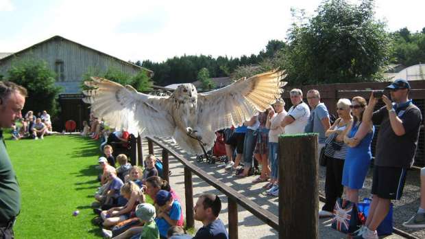 Owl flying at Talon Falconry in Ripon