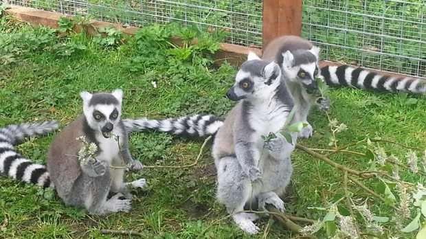 Lemurs at C and Js Animal Park in Craigavon