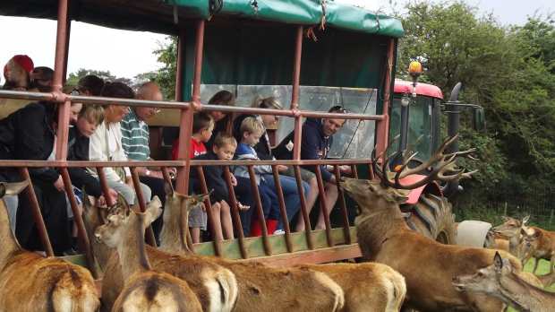 Families feeding deer at Snettisham Park in Kings Lynn
