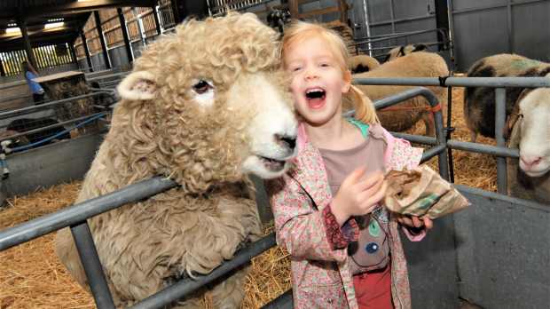 A little girl next to a sheep at Odds Farm Park in High Wycombe
