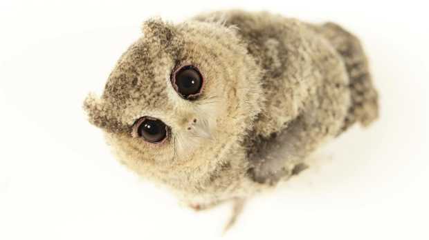 Tawny owlet at The Kent Owl Academy in Maidstone