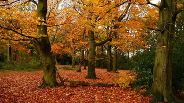 Wheata Woods - Featured Image - 1