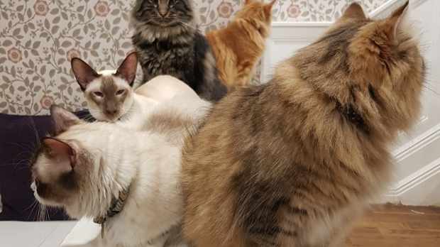 Cat Cafe Liverpool - Featured Image - 1
