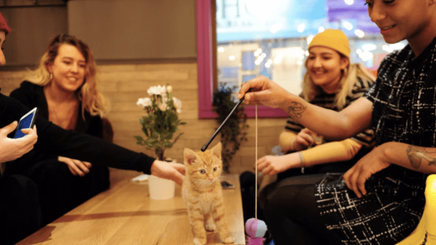 Kitty Cafe Leeds - Featured Image - 1