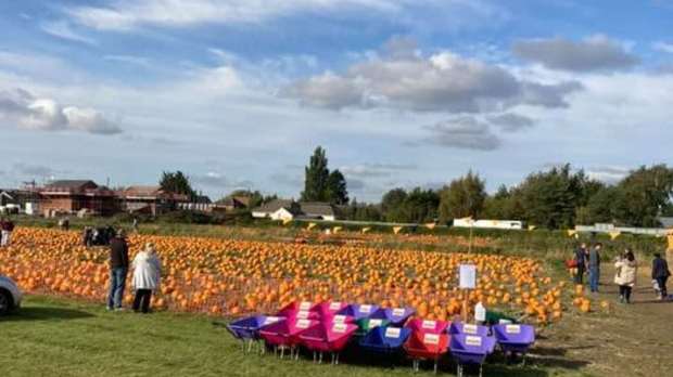 Tyrrells Farm Pick Your Own Pumpkins - Featured Image - 1