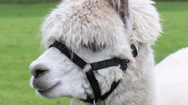 Joe's Alpaca Walks - North Yorkshire - Featured Image - 1