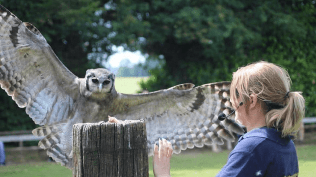 Liberty's Owl, Raptor And Reptile Centre - Featured Image - 1