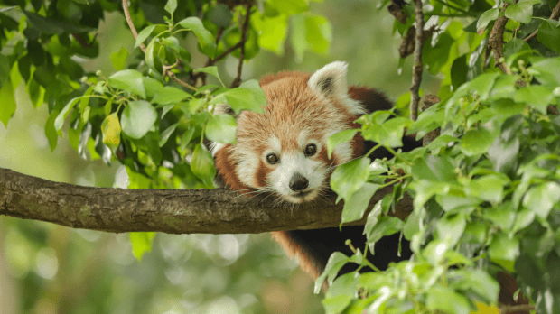 Newquay Zoo - Featured Image - 1
