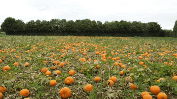 Pumpkin Picking at Stanhill Farm - Featured Image - 1