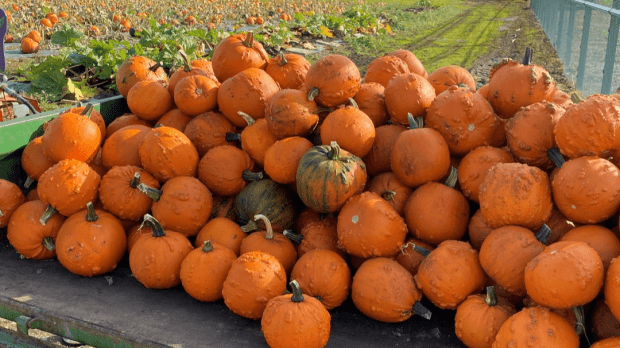 Pumpkin Picking at Canalside Farm - Featured Image - 1