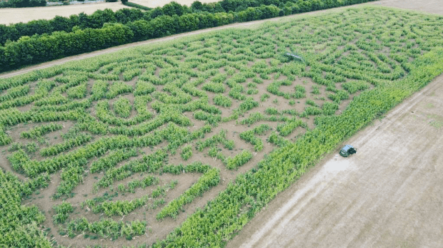 Writtle Maize Maze - Featured Image - 1