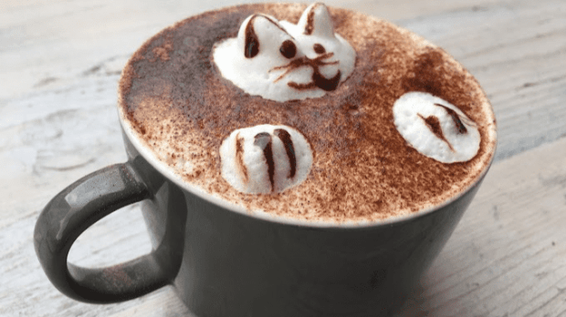 Pause Cat Cafe - Featured Image - 1
