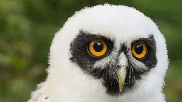 Loch Lomond Bird Of Prey Centre - Featured Image - 1