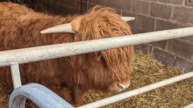 Lizzie's Farm - Featured Image - 1