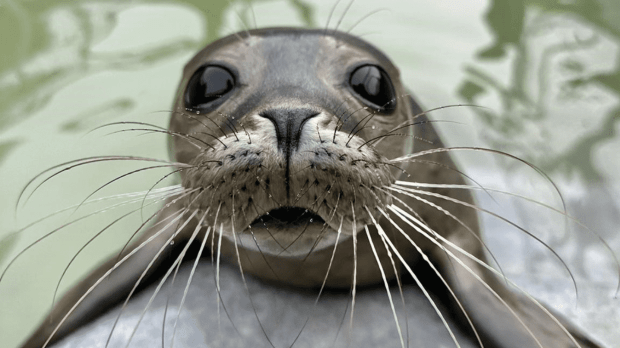Cornish Seal Sanctuary - Featured Image - 1