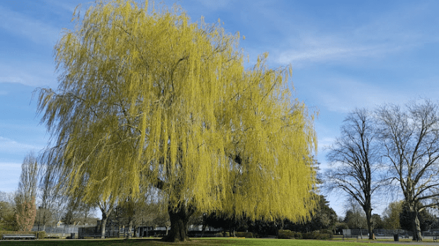 Central Park Peterborough - Featured Image - 1