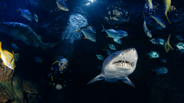 Blue Planet Aquarium - Featured Image - 1