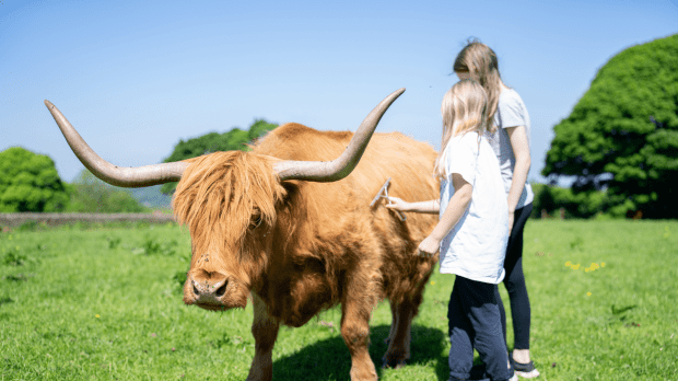 Highland Cows of the Peak Experience - Featured Image - 1
