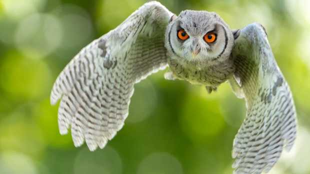 Screech Owl Sanctuary - Featured Image - 1