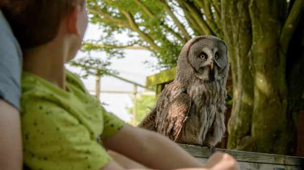Hawk Conservancy Trust - Featured Image - 1