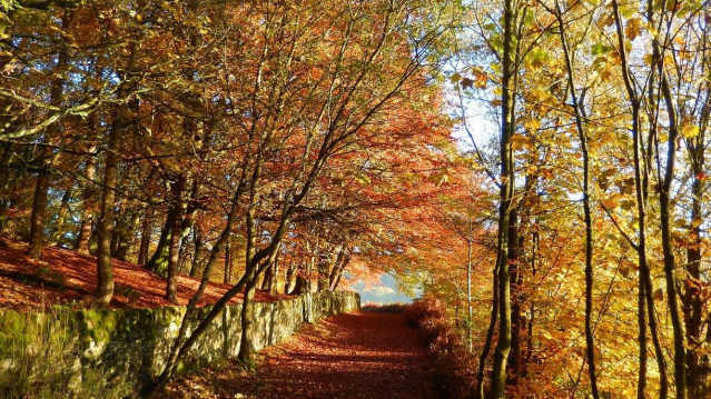 Woodland at Ogden Water Country Park in Halifax