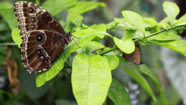 Butterfly at Gutterfly House and Seaforde Gardens in Downpatrick